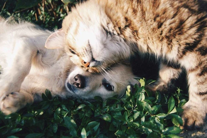 GDF oferece 1800 vagas para castração gratuita de cães e gatos