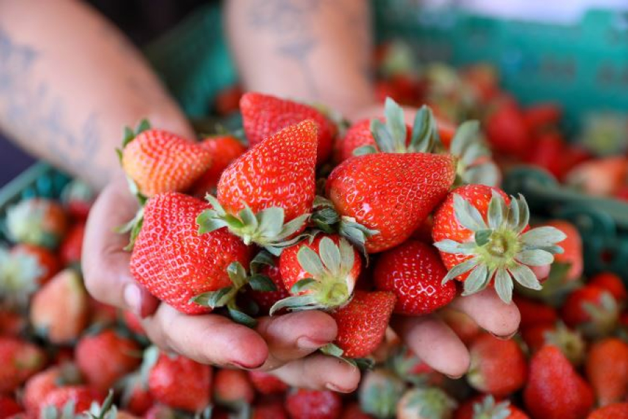 Crédito rural do GDF e cooperativismo fortalecem produção de morango em Planaltina